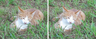 芝生を食べる猫 交差法ステレオ立体３Ｄ写真
