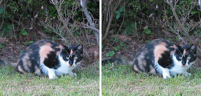 ジッと何かを見る猫 平行法3Dステレオ立体写真