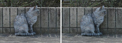 保護色猫 平行法ステレオ立体３Ｄ写真