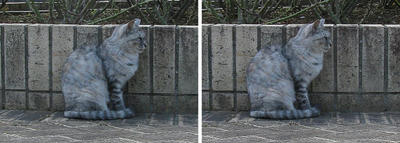 保護色猫 交差法3D立体ステレオ写真