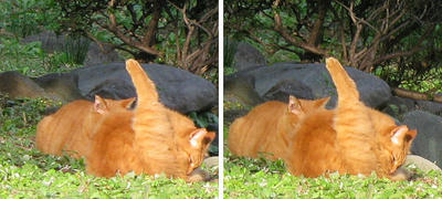 猫二匹で まったり　交差法ステレオ立体３Ｄ写真