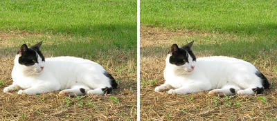 黒マスク猫 平行法3Dステレオ立体写真