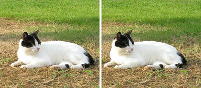 黒マスク猫 交差法3Dステレオ立体写真
