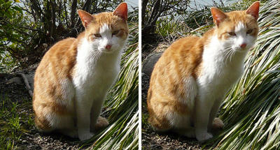 おすまし猫 交差法ステレオ立体３Ｄ写真