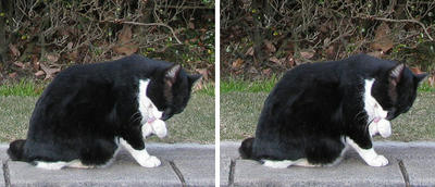 昭和記念公園の猫 平行法3Dステレオ立体写真