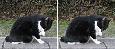 昭和記念公園の猫 交差法ステレオ立体３Ｄ写真