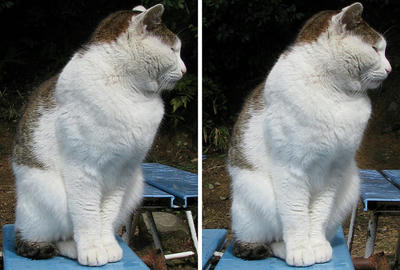 稲荷山(伏見稲荷)四ツ辻にいた猫 平行法3Dステレオ立体写真