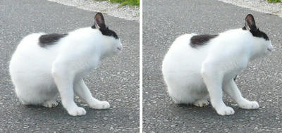 首を傾げる猫 平行法3Dステレオ立体写真