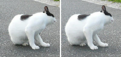 首を傾げる猫 交差法3D立体ステレオ写真