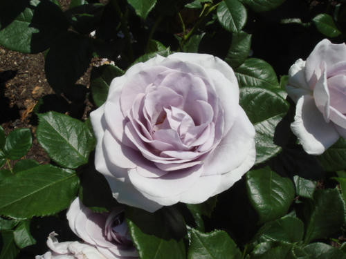 DSC04043.JPG