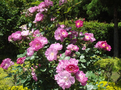 DSC04053.JPG