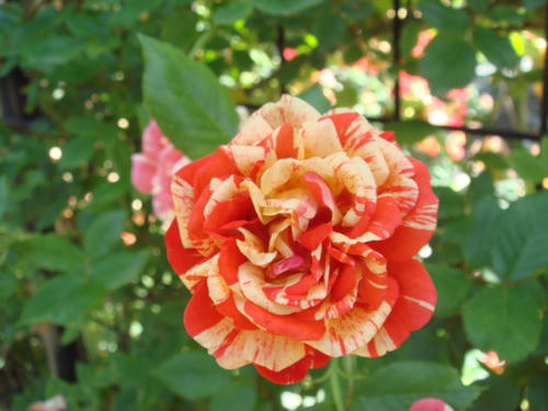 DSC04055.JPG