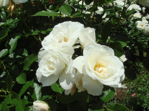 DSC04059.JPG