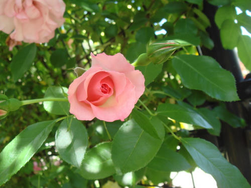 DSC04068.JPG
