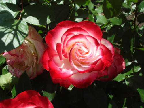 DSC04075.JPG