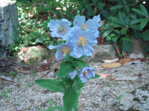 DSC04110.JPG