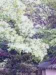 F1000091.JPG