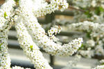 _IGP8906.JPG
