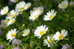 _IGP9549.JPG
