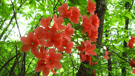 20120602_G10_0198.JPG