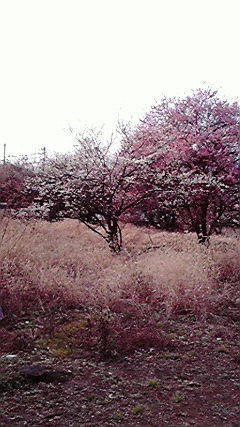 2009020314430001.jpg