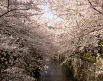 sakura