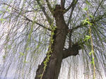 7sidareyanagi070429a_u1.jpg