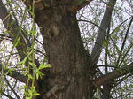 7sidareyanagi070429a_u2.jpg