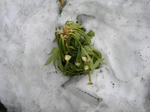 7yatude20080321073902u1.jpg
