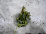 7yatude20080321073906u1.jpg