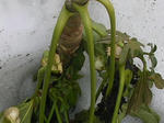 7yatude20080321073906u2.jpg