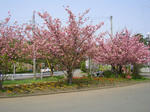 7yaezakura20080504SANY0011_u1.jpg