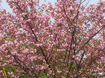 7yaezakura20080504SANY0011_u2.jpg