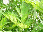 7yomogi20080511SANY0016_u2.jpg