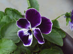 Pansy エクリプス