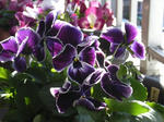 Pansy エクリプス