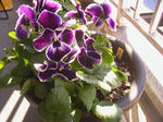 Pansy エクリプス