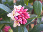 沈丁花(ジンチョウゲ)