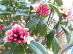 沈丁花(ジンチョウゲ)