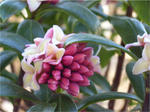 沈丁花(ジンチョウゲ)