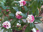 沈丁花(ジンチョウゲ)