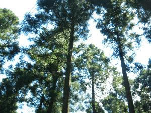山遊び