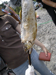 鮎の塩焼き