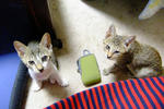 DSCF0533.JPG