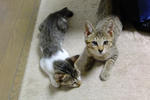 DSCF0543.JPG