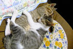 DSCF0570.JPG