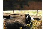 goose