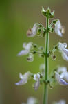 華