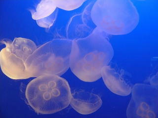 080905_4.jpg