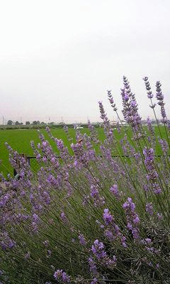 DVC00004m.jpg